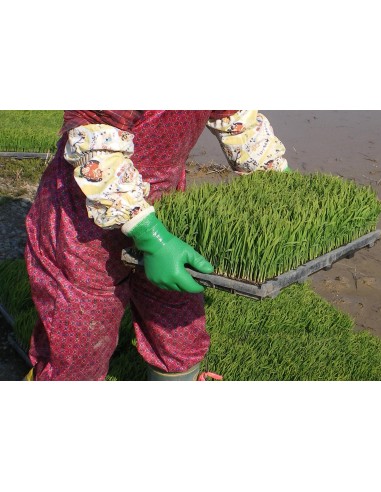 Guanti Showa 600 PVC Impermeabili | Bugari Shop