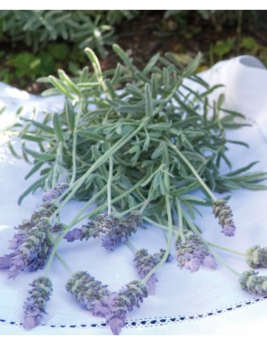 Detersivo Lavatrice Lavanda 5 kg | Bugari Shop